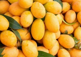 Mango mania takes flight: How Air India is fueling a global craving for the king of fruits